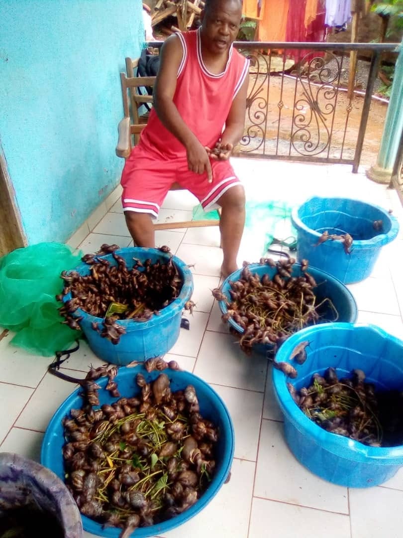 Récolte au centre — bassines d'escargots géants