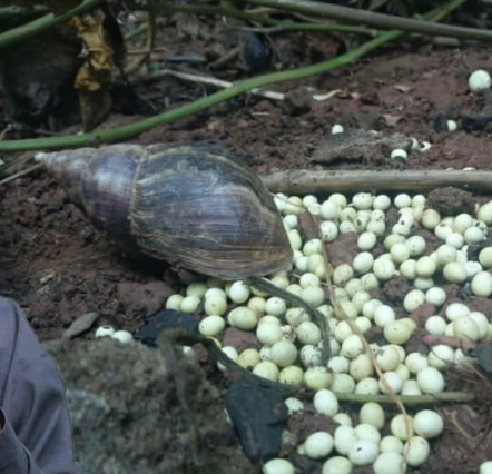 Œufs d'escargot géant africain en phase de ponte