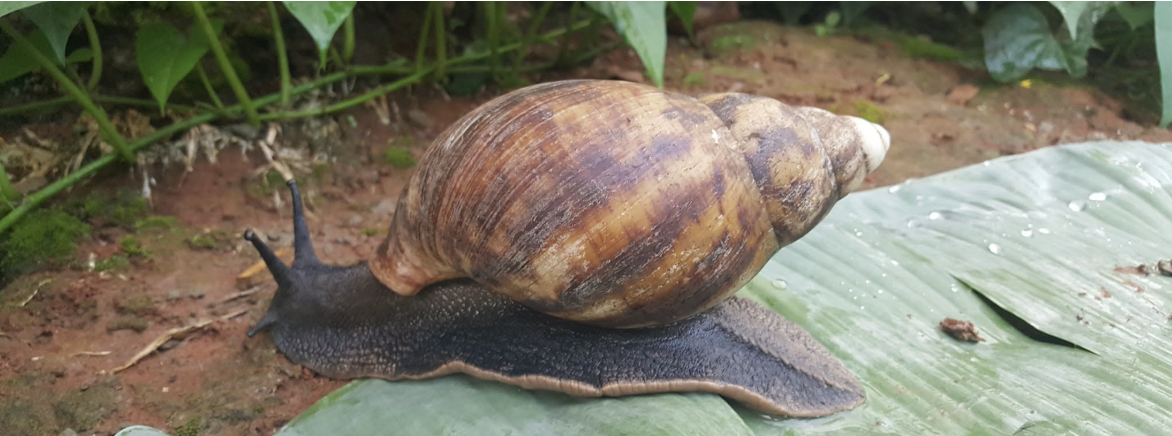 Archachatina marginata — Le « Gros Escargot Noir »