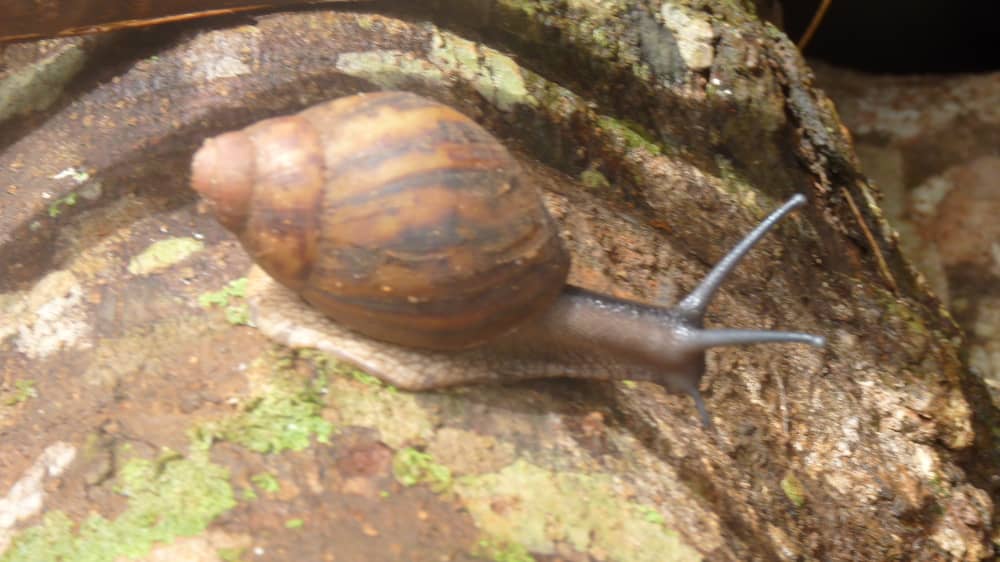Archachatina marginata — Le « Gros Escargot Noir »