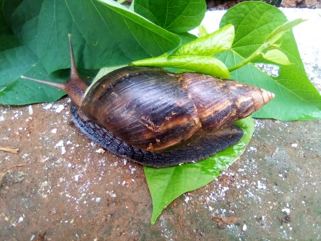 Achatina achatina — L'Escargot Tigre ou « Gros Rouge »
