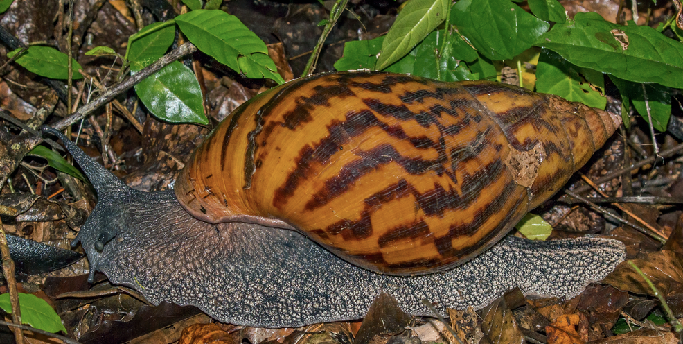 Achatina achatina — L'Escargot Tigre ou « Gros Rouge »