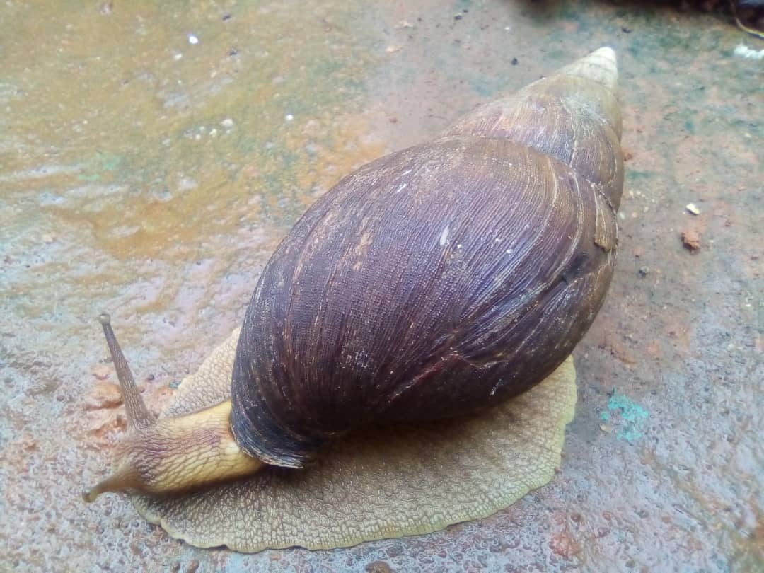 Achatina fulica — L'Escargot de Jardin