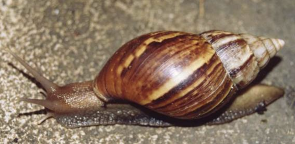 Achatina fulica — L'Escargot de Jardin
